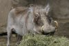 WARTHOG.jpg