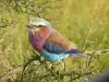 Friedensvogel.jpg